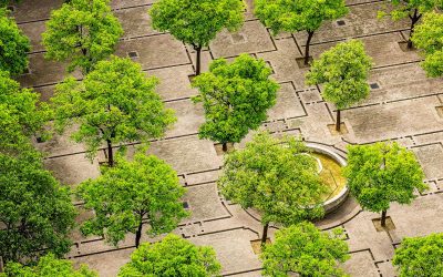 L’arbre en ville, un atout pour un urbanisme durable